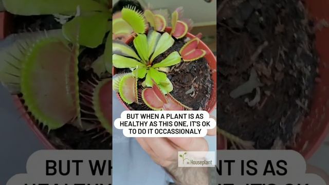 Is It OK to Touch a Venus Flytrap? (Dangerous or Not?) смотреть онлайн