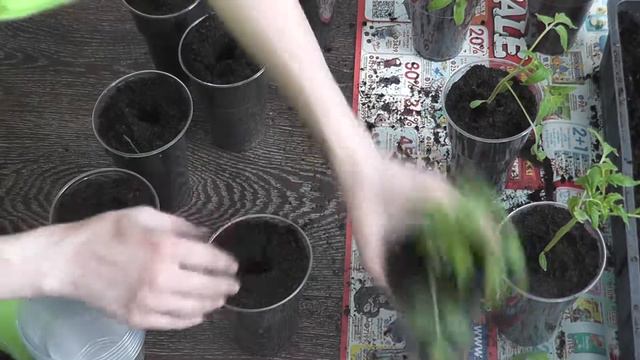 Пикирование рассады в стаканчики смотреть онлайн