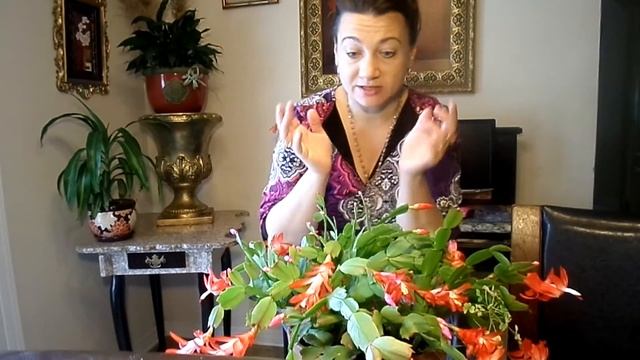 Американский "Крисмас" кактус без колючек на Рождество цветет. смотреть онлайн