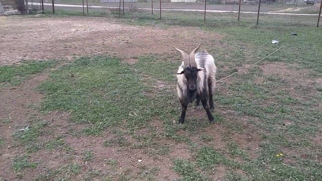 С каждым днём зацветают новые и новые медоносы и пыльценосы в северном Крыму.