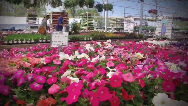 Best Tree Nursery St Louis | Plant and Garden Nursery St Louis смотреть онлайн