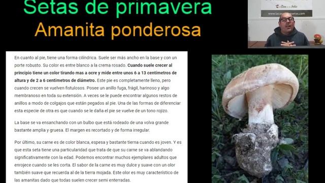 Amanita ponderosa. Gurumelo. Confusión con especies mortales. Curso especies setas. Clase 2. смотреть онлайн