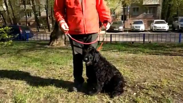 Щенки Русского Чёрного Терьера от московского Частного питомника Чёрная Лагуна. смотреть онлайн