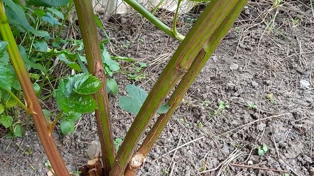 Ежевика  Натчез. Чтобы побеги были мощными ,нужно ....