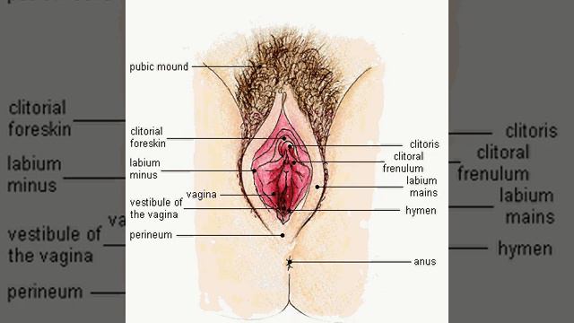 Женские половые органы смотреть онлайн