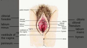 Женские половые органы