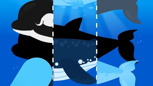 What Kind Of Whale Am I? | Shadow Whale Game For Kids | Killer Whale? Blue Whale? Dolphin?| NINIkid