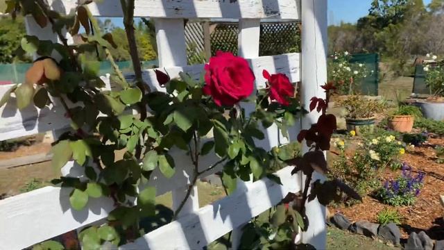 Mr Lincoln climber Rose Series смотреть онлайн