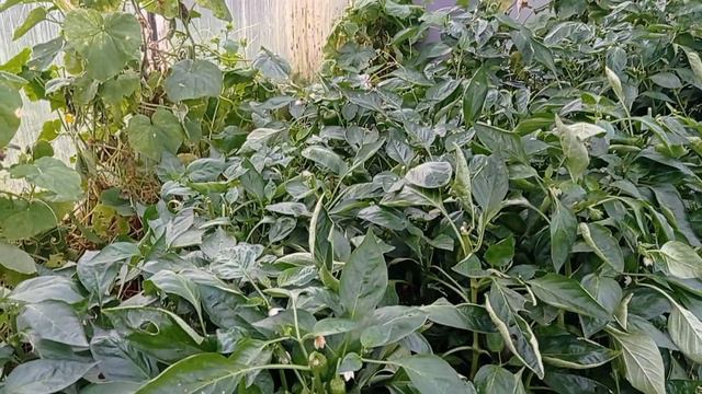 Ожидаем ЗАМОРОЗКИ/ Собрали ПЕРЦЫ🌶/ ВЯЛЕНЫЕ ТОМАТЫ🍅 смотреть онлайн