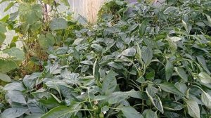 Ожидаем ЗАМОРОЗКИ/ Собрали ПЕРЦЫ🌶/ ВЯЛЕНЫЕ ТОМАТЫ🍅