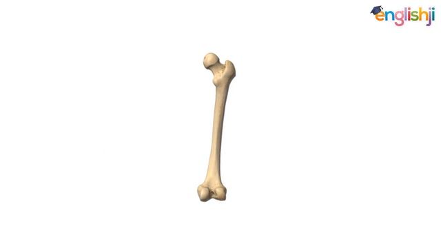 Internal body parts name with picture in english and hindi | Sharir ke andar ke ang ke naam смотреть онлайн