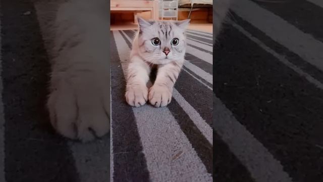 Как победить ночной котячий тыгыдык. смотреть онлайн