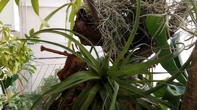 Тилландсия синяя(tillandsia cyanea) уход за детками? смотреть онлайн