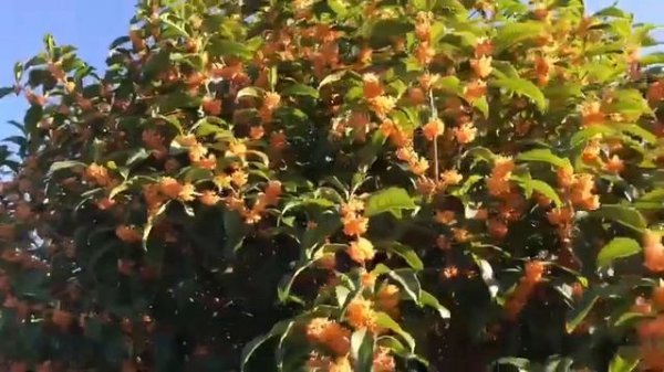 OSMANTHUS TREE - ОСМАНТУС