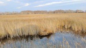 Любовь Успенская - По полюшку