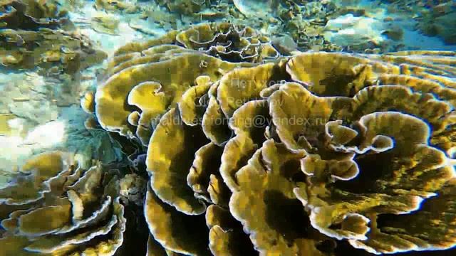 Мальдивы. Maldives. 马尔代夫。 40