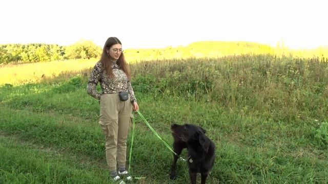 Учим собаку не натягивать поводок смотреть онлайн