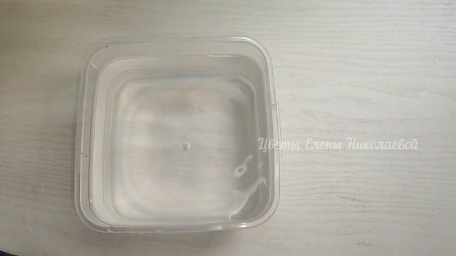 НАЛЕЙТЕ в ГЕРАНЬ и ВМИГ ЗАЦВЕТЕТ, даже самый дохлый цветок позеленеет и зацветет как не в себя смотреть онлайн