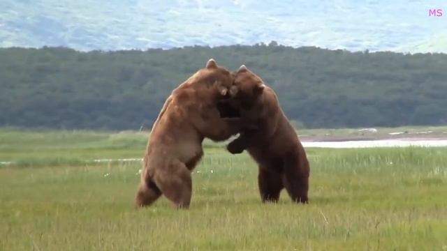 Гризли Самый опасный медведь в мире!Интересные факты о медведях. Так ли он ужасен? смотреть онлайн