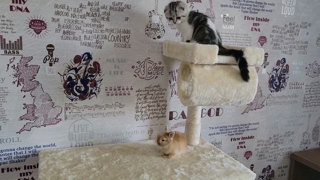 Малыш кролик и котёнок самые милые создания. смотреть онлайн