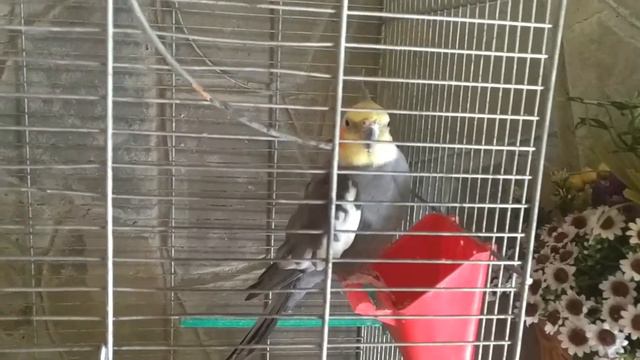 КАК КЕША ОРЕТ!!! AS KESHA YELLS смотреть онлайн