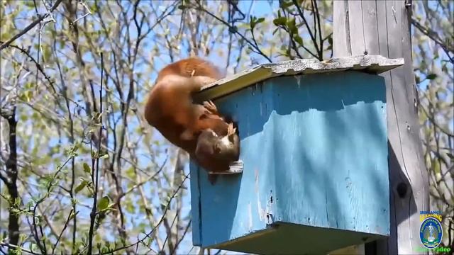 Біологія. 7 кл. Урок 57 - Стратегії поведінки тварин смотреть онлайн