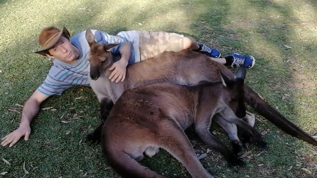 Опасные кенгуру. Когда кенгуру нападают на людей и насколько они опасны?