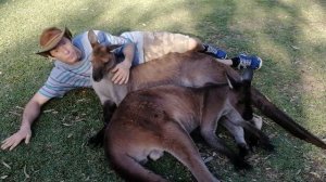Опасные кенгуру. Когда кенгуру нападают на людей и насколько они опасны?