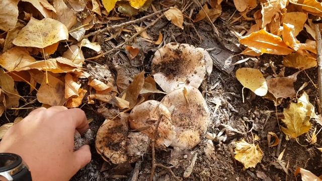 Сбор грибов. Рядовка тополевая. Астраханская область. смотреть онлайн