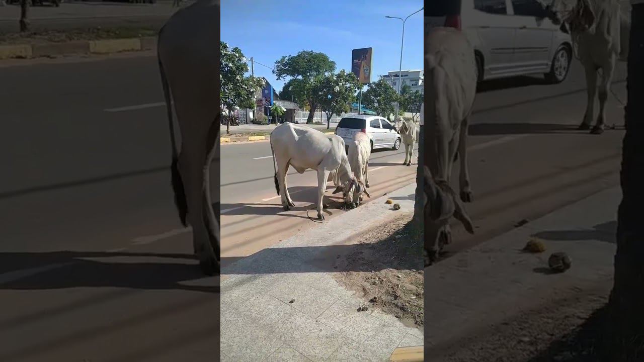 Город или деревня? Сием риеп- культурная столица Камбоджи смотреть онлайн