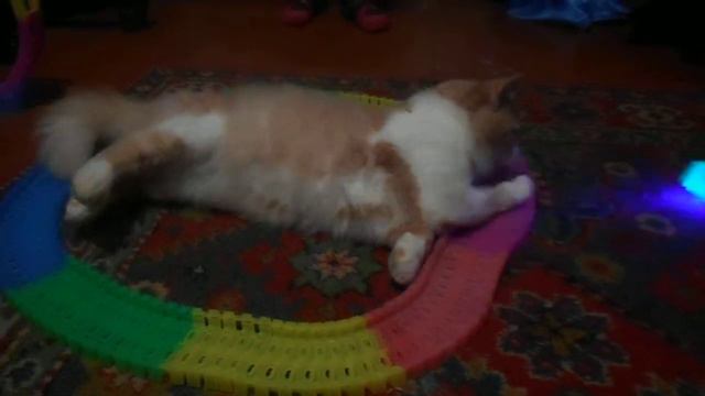 ну очень активный кот смотреть онлайн