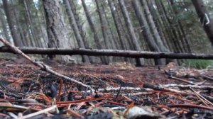 охота на волков с подхода