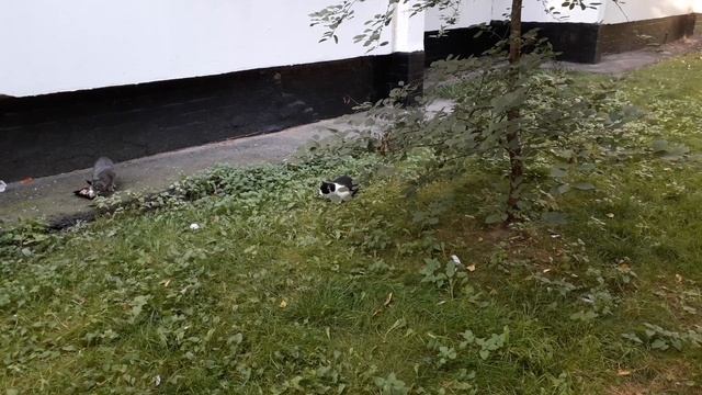 Кошачье "Сарафанное радио"! смотреть онлайн