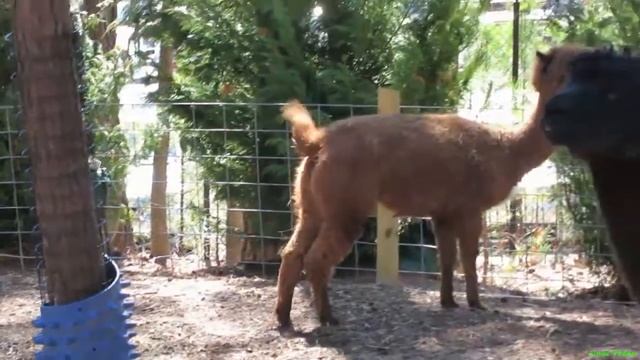 Альпака - Alpaca