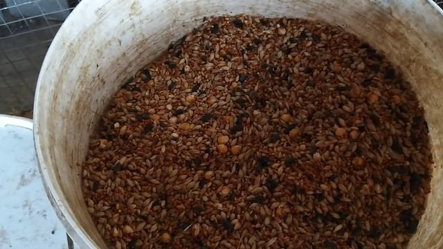 #Pigeon #Астрахань. Голуби и кормовые дрожи! 14.03.20г смотреть онлайн