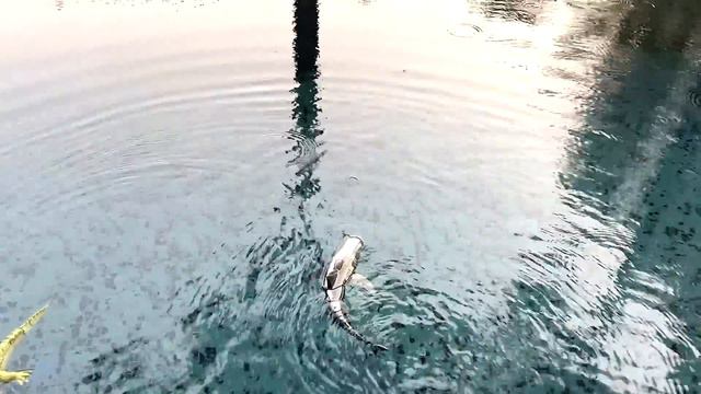 Remote Control Sea Animals - Shark and Crocodile смотреть онлайн