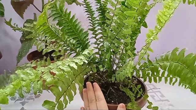 ПАПАРОТНИК ГУЛНИ ПАРВАРИШИ ВА КУПАЙТИРИЛИШИ СИРЛАРИ. смотреть онлайн