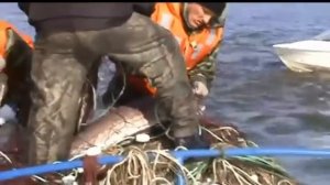 Осетры нижнего Амура, Борьба с браконьерами на Амуре . 2 часть