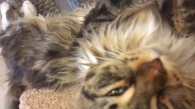 Сказки любви