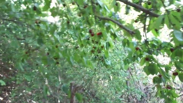 Дерево кизила им. Н.Винтера. И о "экономистах". смотреть онлайн