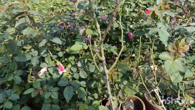 Rose Huddersfield Choral Society & Beatrice Rose..