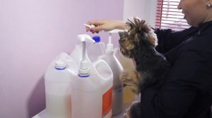 Мастер класс по гигиенической стрижке йоркширского терьера