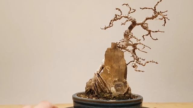 Bonsai Ulmus Glabra on a Rock (with pot 21cm) смотреть онлайн