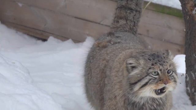 Манул Зеленогорск изучает вольер в который его переселили. 28.01.2023 смотреть онлайн