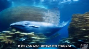 История про пророка Юнуса мир ему и Кита