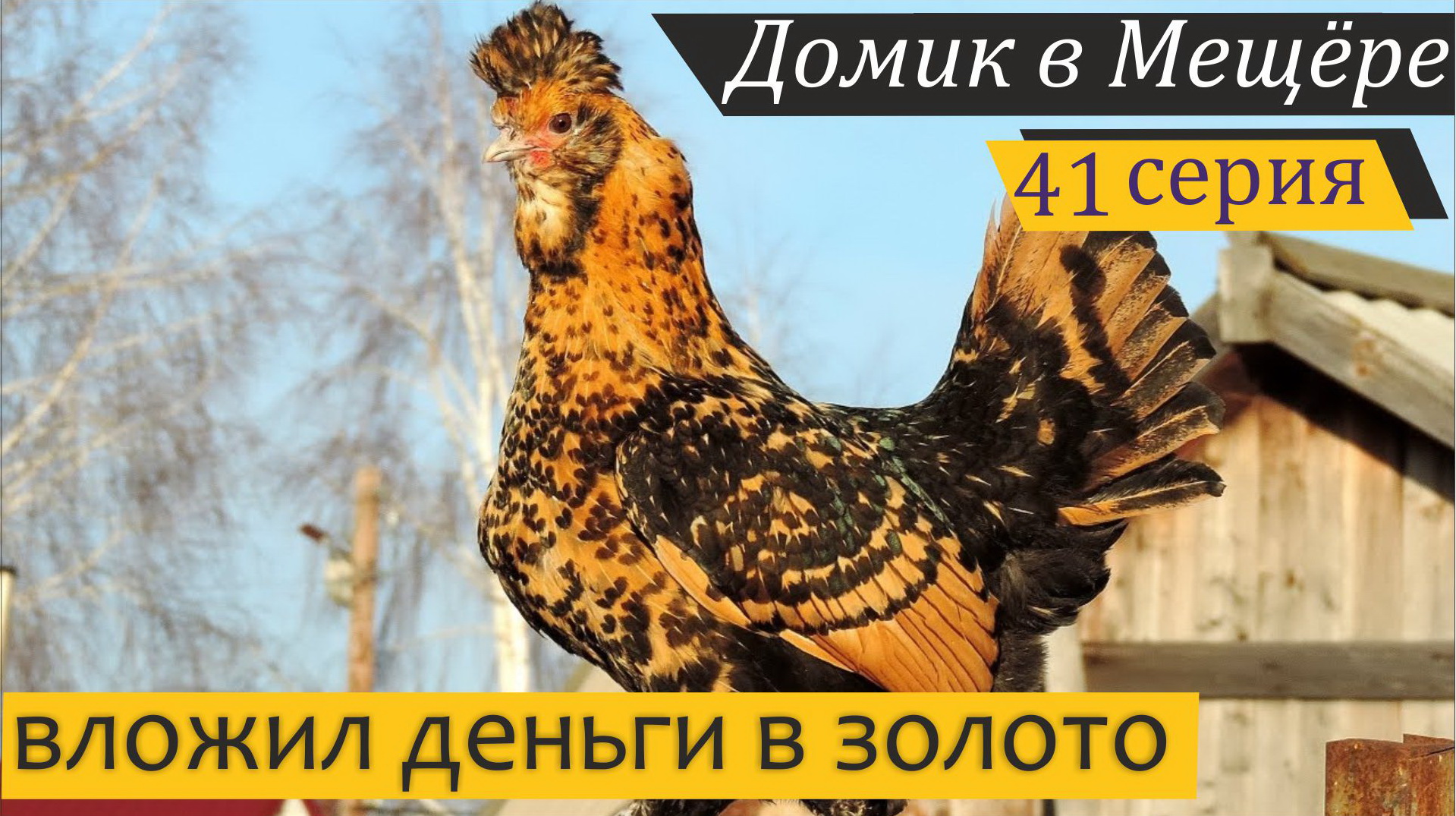 Семеро по лавкам, или Как рождаются цыплята. Домик в Мещёре, серия 41 смотреть онлайн