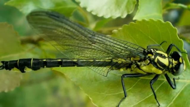 River clubtail - Rivierrombout - Gomphus flavides смотреть онлайн