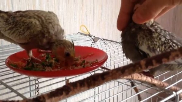 Птенцы кореллы начинают есть самостоятельно