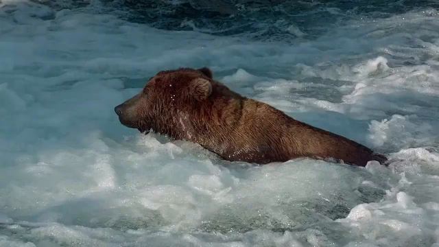 когда еще не до конца вышел из спячки смотреть онлайн