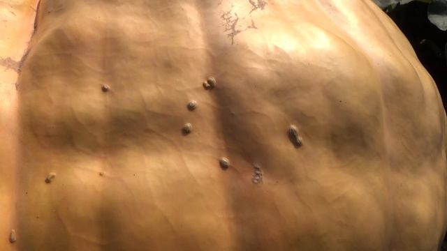 Обзор на гигантские тыквы 17.08.2022 смотреть онлайн